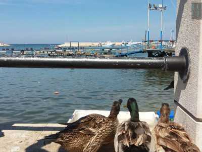 Sono l� da tre anni, se per� prima si contavano sulle dita di una mano, ora sono diventate ben 19. Di che parliamo? Delle curiose anatre che �abitano� il porticciolo di Santo Spirito, quartiere di Bari